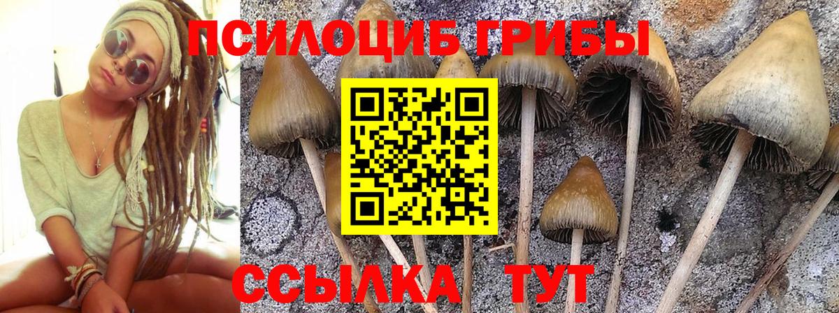 Псилоцибиновые грибы Psilocybine cubensis  Псилоцибиновые грибы прущие грибы  Вход с VPN  Кинешма 